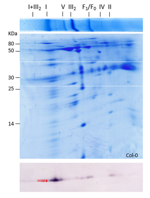 western blot using anti-plant gamma carbonic anhydrase